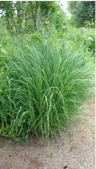 Grass - Big Bluestem (Andropogon gerardii)